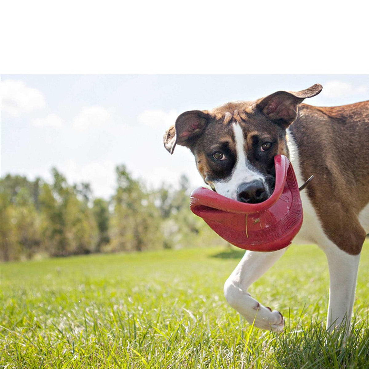 Dog Toy U485