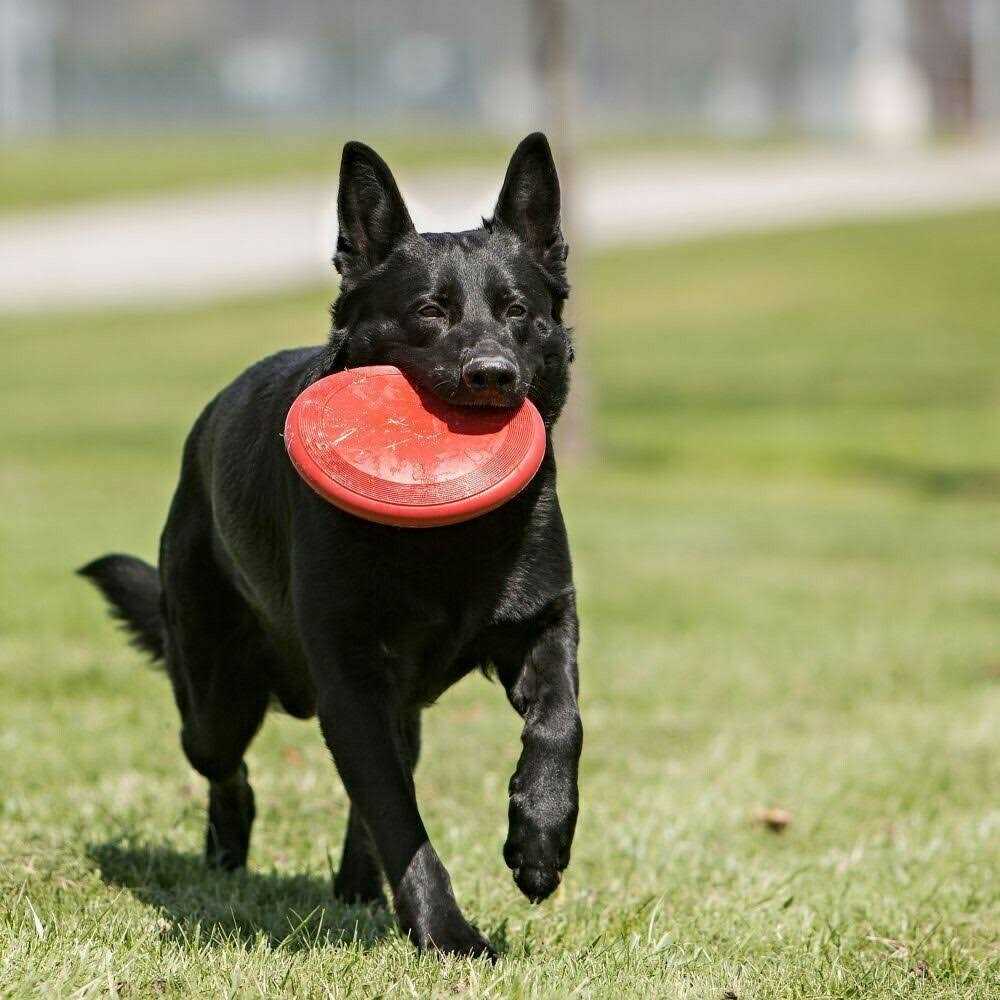 Dog Toy U485