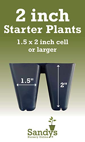 Starter Plant, Lot of 2 D427