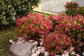 Starter Plant, Lot of 2 D427