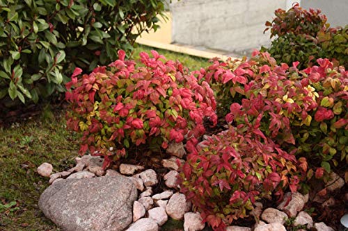 Starter Plant, Lot of 2 D427