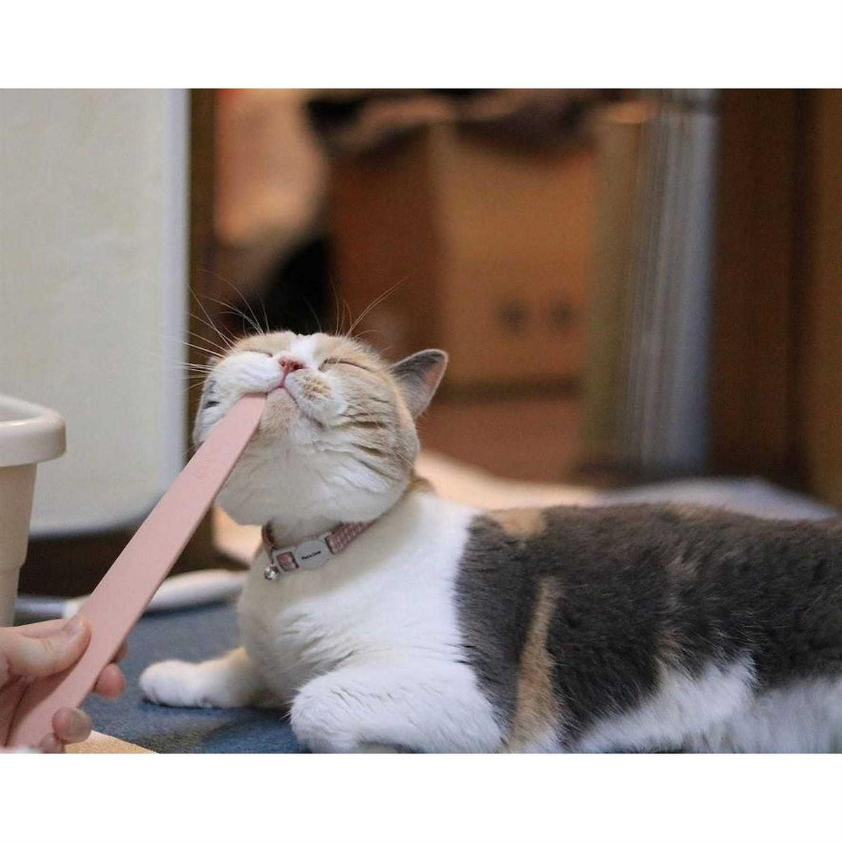 Cat Groomer X942029