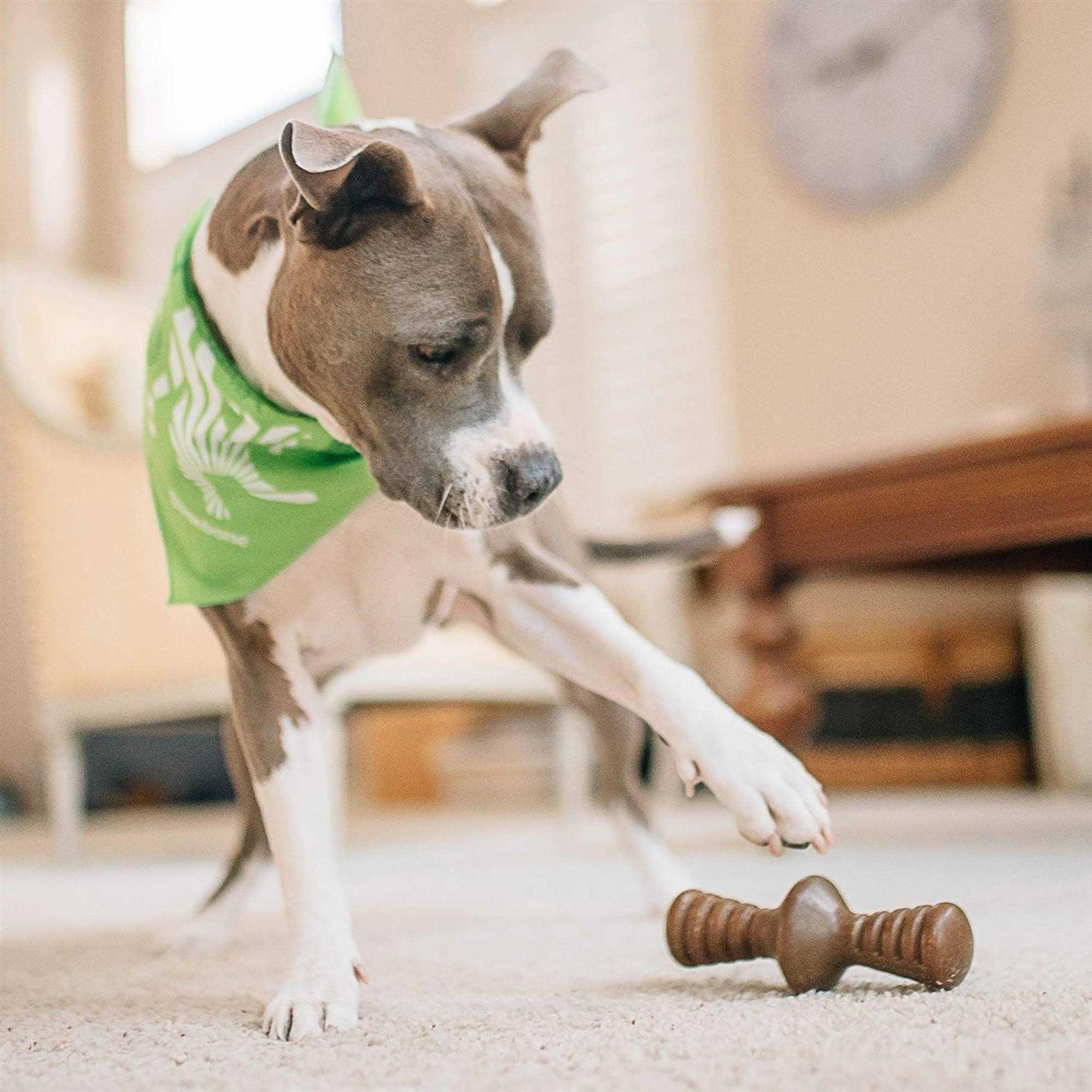 Chicken Dog Chew Toy D566381