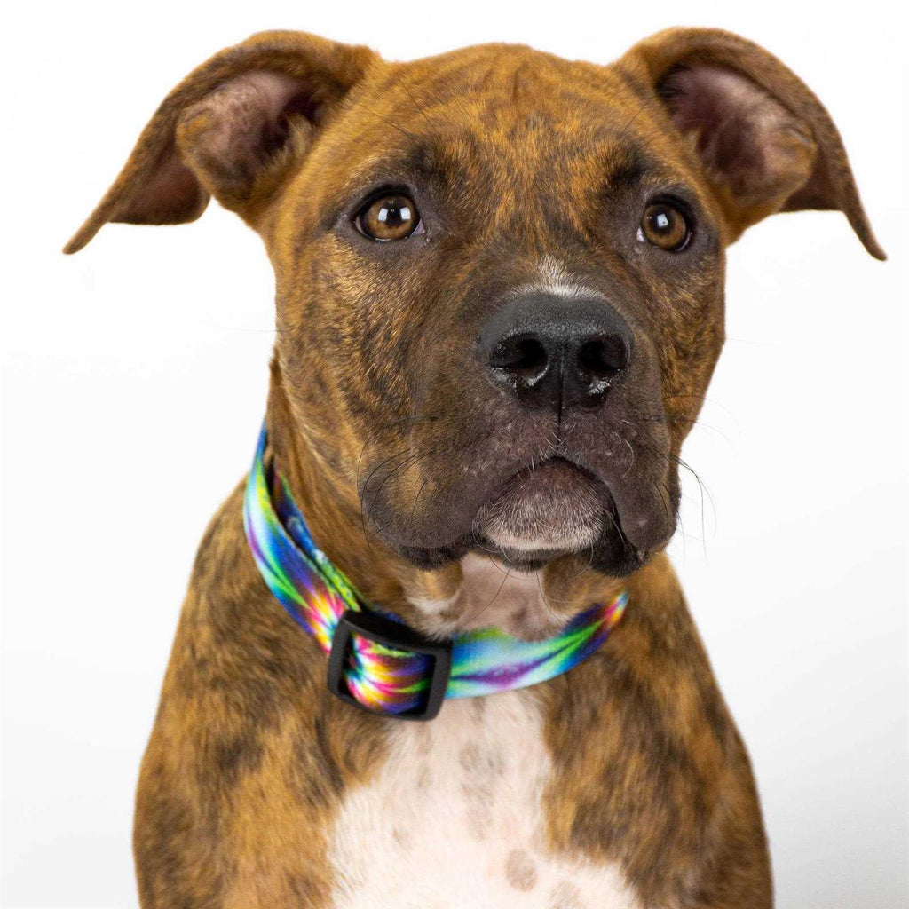 Deluxe Dog Collar P144363