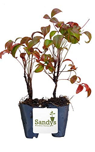 Starter Plant, Lot of 2 D427