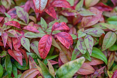 Starter Plant, Lot of 2 D427