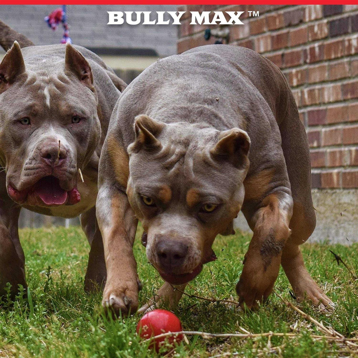 Dog Ball Toy for Aggressive Chewers T896502