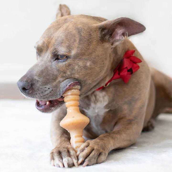 Chicken Dog Chew Toy D566381