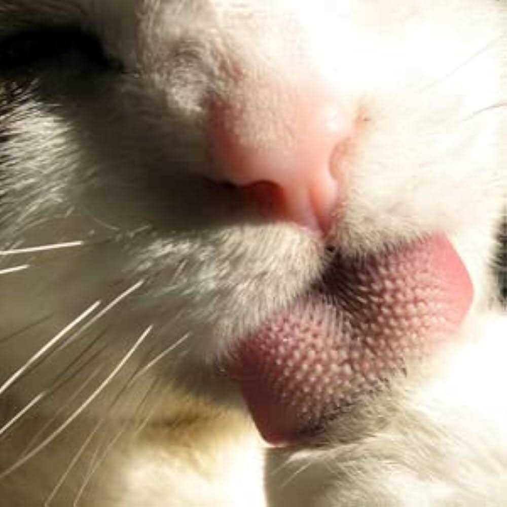 Cat Groomer X942029