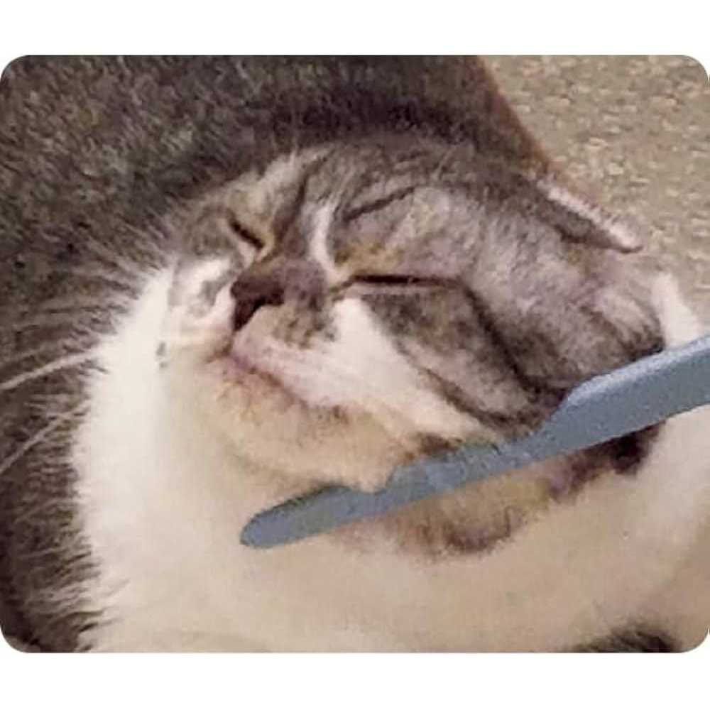 Cat Groomer X942029