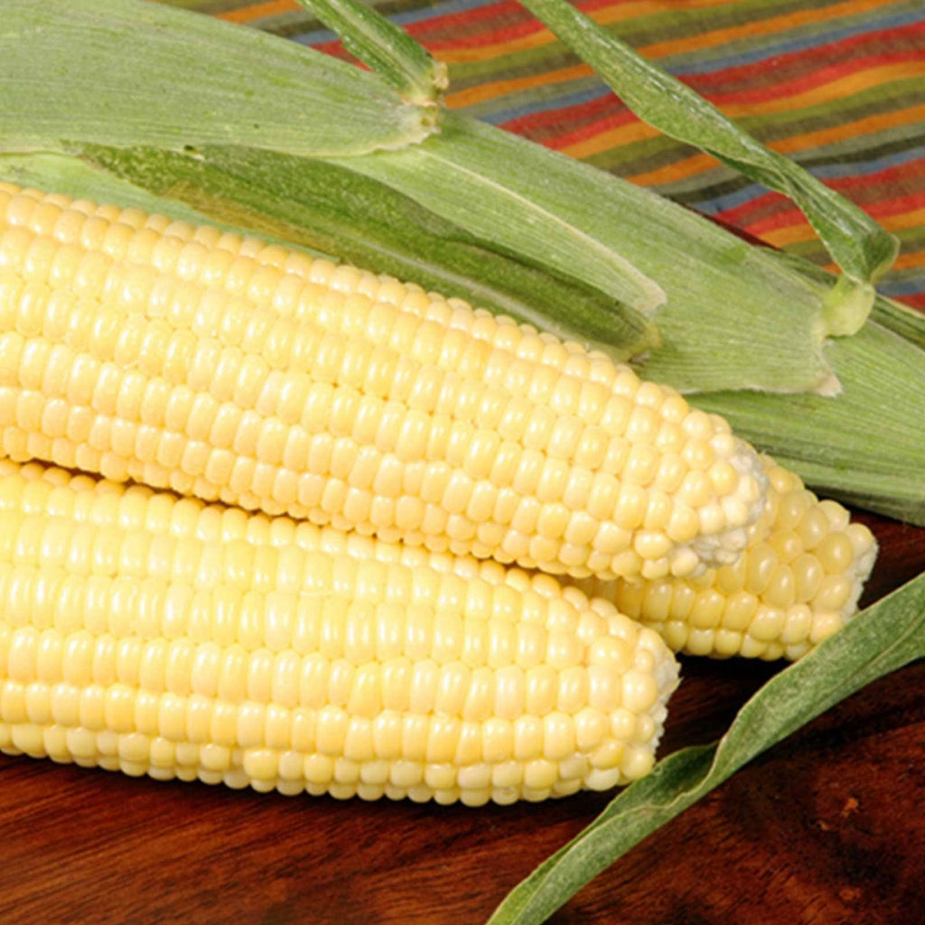 25 lb Bulk Non-GMO Corn Garden Seeds T714