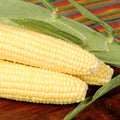 25 lb Bulk Non-GMO Corn Garden Seeds T714